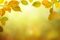 Autumn beech leaves bright nature bokeh background Royalty Free Stock Photo