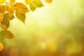 Autumn beech leaves bright nature bokeh background Royalty Free Stock Photo