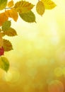 Autumn beech leaves bright nature bokeh background Royalty Free Stock Photo