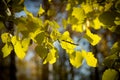 Autumn beech leaves decorate a beautiful nature bokeh background Royalty Free Stock Photo