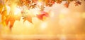 Autumn beech leaves decorate a beautiful nature bokeh background with glowing sunlight and blurred trees Royalty Free Stock Photo