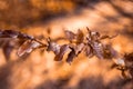 Autumn beech leaves decorate a beautiful nature bokeh background with forest ground. Royalty Free Stock Photo