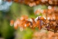 Autumn beech leaves decorate a beautiful nature bokeh background with forest ground. Royalty Free Stock Photo