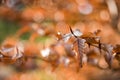 Autumn beech leaves decorate a beautiful nature bokeh background with forest ground. Royalty Free Stock Photo