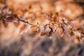 Autumn beech leaves decorate a beautiful nature bokeh background with forest ground. Royalty Free Stock Photo