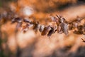 Autumn beech leaves decorate a beautiful nature bokeh background with forest ground Royalty Free Stock Photo