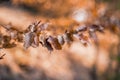 Autumn beech leaves decorate a beautiful nature bokeh background with forest ground Royalty Free Stock Photo