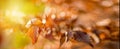 Autumn beech leaves decorate a beautiful nature bokeh background with forest ground. Royalty Free Stock Photo