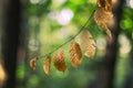 Autumn beech leaves in nature with soft bokeh background