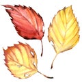 Autumn beech leaves in red, yellow colors isolated, watercolor illustration Royalty Free Stock Photo