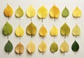 Autumn beech leaves turning yellow flat lay. Fall season background.