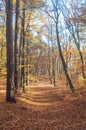 Autumn beech and pine mixed forest with golden leaves in November Royalty Free Stock Photo