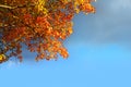 Autumn beech tree leaves stormy cloud blue sky Royalty Free Stock Photo