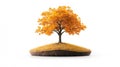 Autumn beech tree on white background Royalty Free Stock Photo