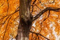 Autumn beech tree with yellow red leaves