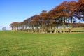 Autumn beech trees