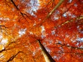 Autumn beech trees Royalty Free Stock Photo