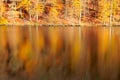 Reflection autumn colorful trees in the forest lake. Royalty Free Stock Photo