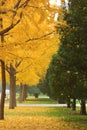 Autumn Beijing ditan park, ginkgo