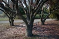 Autumn bench Royalty Free Stock Photo