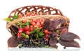 Autumn berries and leaves in a basket isolated on white Royalty Free Stock Photo
