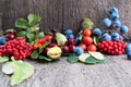 Autumn berries Royalty Free Stock Photo