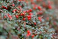 Autumn berries red gaultheria Royalty Free Stock Photo