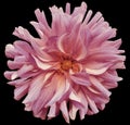 Autumn big flower pink-violet, yellow center on a black background with clipping path. Closeup. big shaggy flower. fo Royalty Free Stock Photo