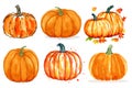 Autumn big set with orange watercolor Pumpkins vector on white isolated background. Collection farm harvest vegetable Royalty Free Stock Photo