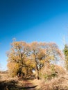 Autumn big trees bare branches leaves yellow orange blue sky lan Royalty Free Stock Photo