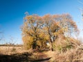 Autumn big trees bare branches leaves yellow orange blue sky lan Royalty Free Stock Photo