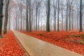 Autumn bike lane in the forest Royalty Free Stock Photo