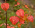 Autumn birch