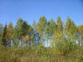 Autumn birch