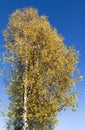 Autumn birch against blue of the sky