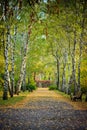 Autumn birch alley