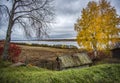 Autumn. Birch, as if strewn with gold, all in yellow foliage.