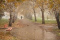 Autumn birch avenue Royalty Free Stock Photo