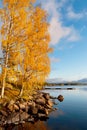 Autumn birch on the bank of The Saimaa Lake. Puumala. Finland Royalty Free Stock Photo