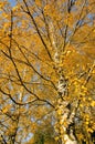 Autumn birch branches. Dramatical seasonal changes Royalty Free Stock Photo