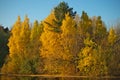 Autumn birch branches near a forest lake. Royalty Free Stock Photo