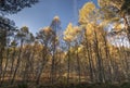 Autumn Birch in Caledonian Forest in Scotland. Royalty Free Stock Photo