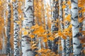 Autumn birch coppice, autumn white birch trees Royalty Free Stock Photo