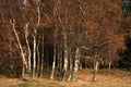 Autumn birch copse.