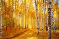 Jeseň breza les 
