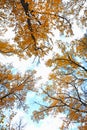 Autumn birch forest against the sky. Bright yellow leaves. bottom view. the tops of the trees. Season. Royalty Free Stock Photo