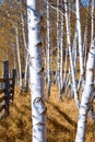 Autumn birch forest Royalty Free Stock Photo