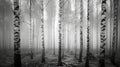 Autumn birch forest, beautiful landscape. Birch tree forest Royalty Free Stock Photo