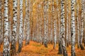 Autumn birch forest Royalty Free Stock Photo