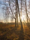 autumn birch forest strewn with yellow foliage Royalty Free Stock Photo